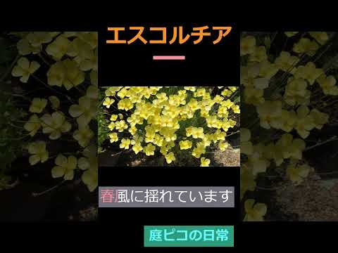 多年草 背の高い黄色い花 ルドベキア・ヒルタ