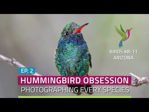Hummingbirds of Arizona: Broad-billed, Violet-crowned, Rivoli's and Lucifer - Ep. 2