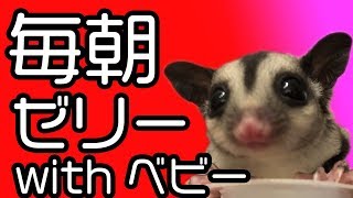 毎朝ゼリーの手乗りフクロモモンガが家族になるとこうなる【3頭】