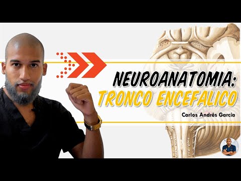 Anatomy - Brainstem (Midbrain, Pons and Medulla Oblongata)