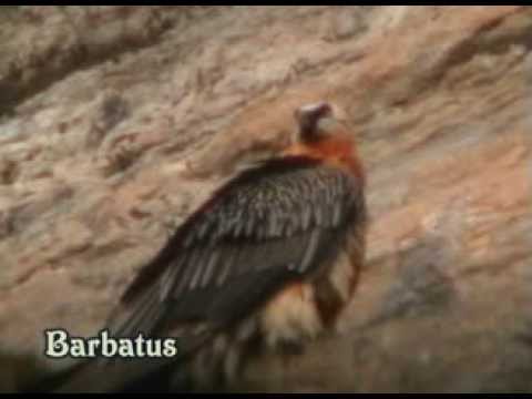 Quebrantahuesos