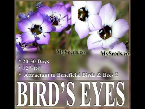 download lagu mp3 mp4 Birds Eye Gilia, download lagu Birds Eye Gilia gratis, unduh video klip Birds Eye Gilia