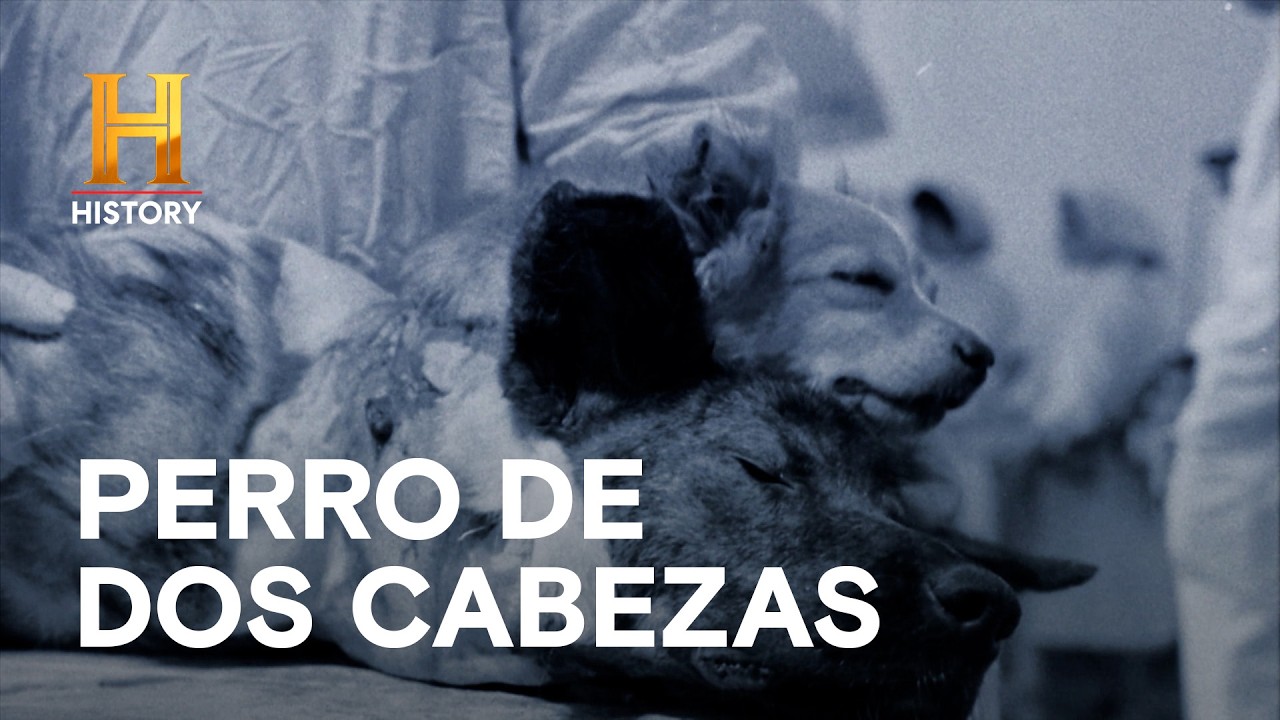 TRASPLANTES DE CABEZA DURANTE LA GUERRA FRÍA 🧠 - Increíble con Dan Aykroyd