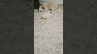 Papillon Puppies Videos