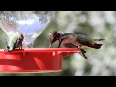 Lucifer Hummingbird, female - Sept. 19, '10