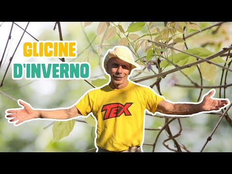 GIOVA LOVES NATURE 🌳 - Ep.20 - Il GLICINE in inverno ❄️