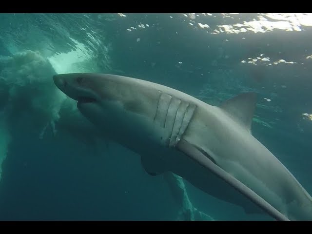 Sharks vs. Whale Carcass off Georgia Coast