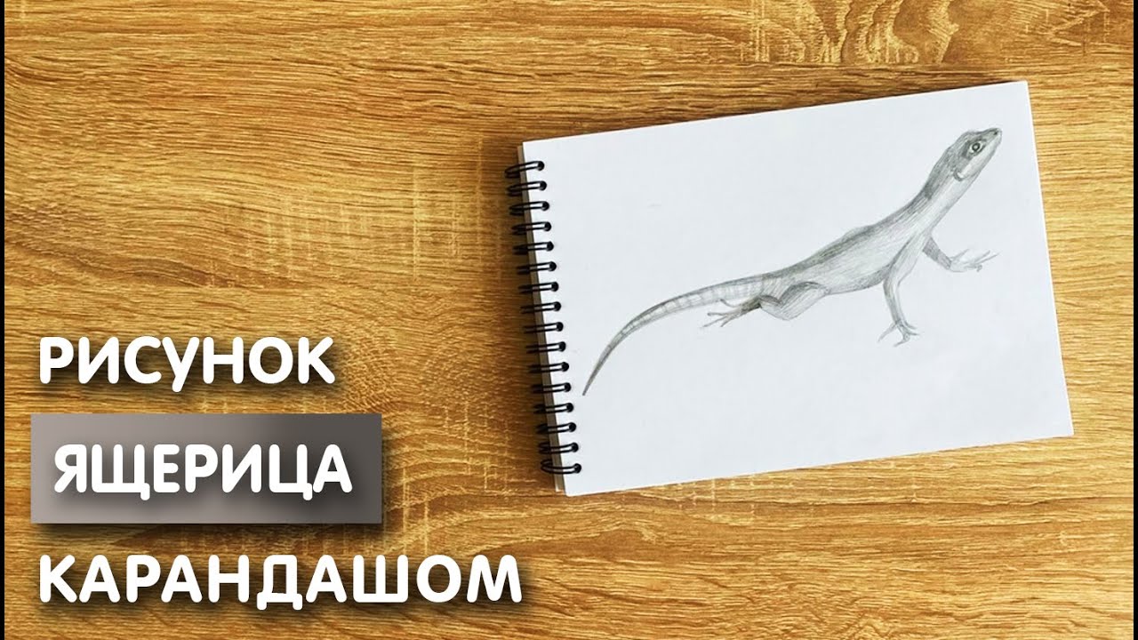Как нарисовать ящерицу карандашом | Рисунок для начинающих поэтапно
