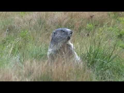 Niemożliwy świstak ;)