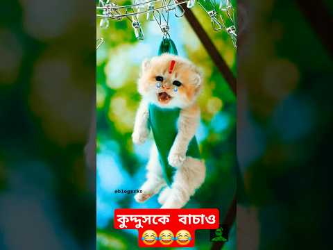 কুদ্দুস ঝুলে আছে 😂 ll kuddus ll #shorts #shortsfeed #blogsrkr #cat
