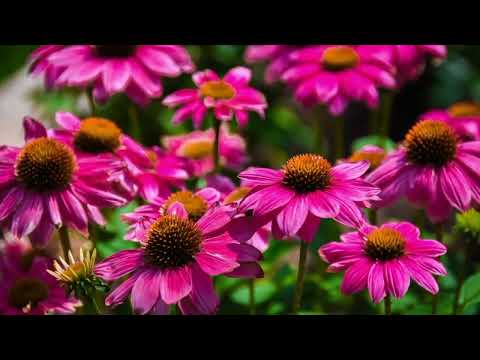 OPwekking 454 Zegen aanbidding 1B