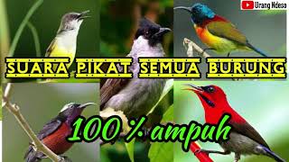 Download lagu Pikat Semua Jenis Burung Rame cocok untuk pemikat mp3 Download lagu Pikat Semua Jenis Burung Rame cocok untuk pemikat mp3