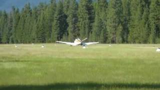 preview picture of video 'Bonanza Landing Seeley Lake Airport'