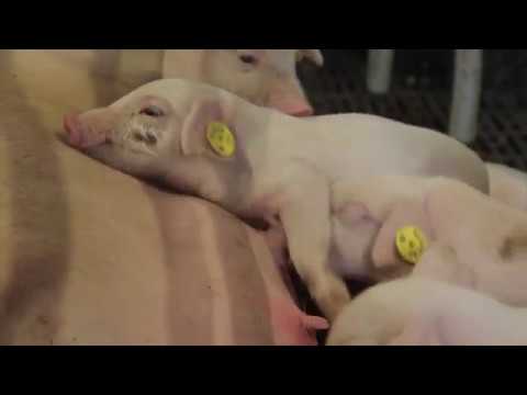 SKOV - Climate and Farm Management for Pigs in Temperate Climate