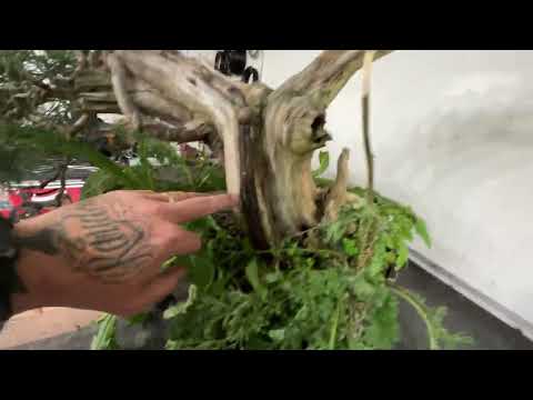 Scots Pine Tanuki Bonsai, Cleaning and Restyling