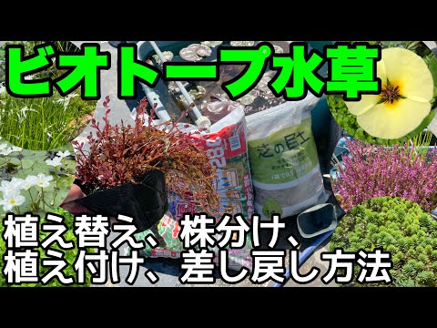 2022 年の水生植物のヒント
