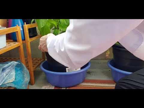 Perunaämpärissä edistystä