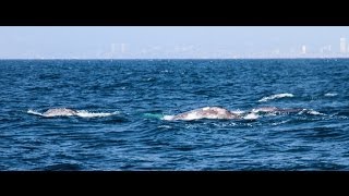 preview picture of video 'Whales Watching Marina Del Rey'
