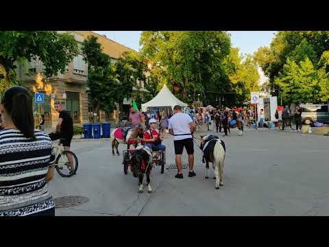 Apatin Ribe Festival