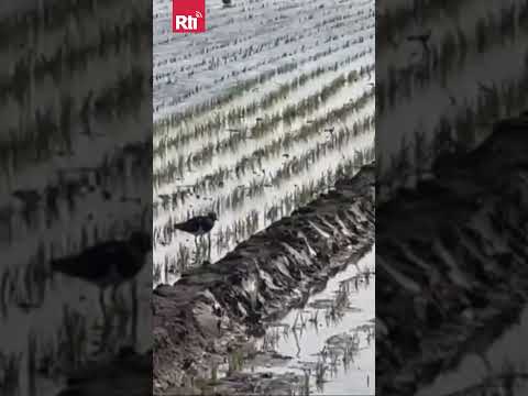 Kiebitze überwintern in Taiwan