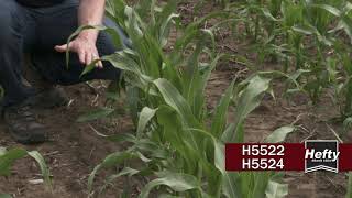 Hefty Brand Corn H5522 & H5524