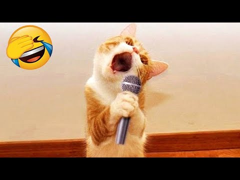 Essayer de ne pas rire 🤣 meilleurs chiens et chats drôles partie 9