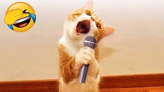 Essayer de ne pas rire 🤣 meilleurs chiens et chats drôles partie 9