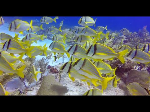 Scuba Diving with Wet Set Diving Adventures, Puerto Morelos