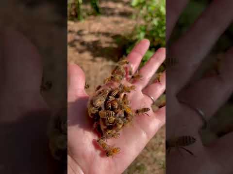 Honeybees can be brutal. This is how they kill a queen bee.