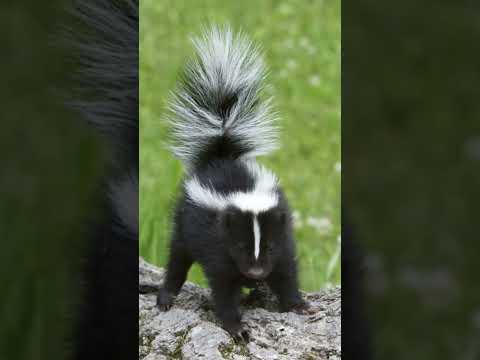 Skunk | Nature's Stink Bomb