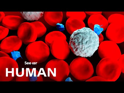 血液の成分とは？ (What Are the Components of Blood?)