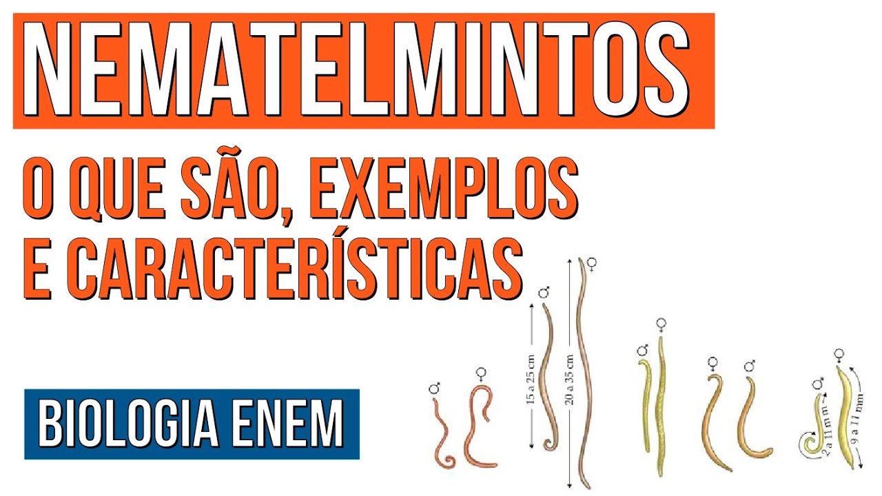 NEMATELMINTOS: o que são, exemplos e características | Resumo de Biologia para o Enem | Cláudia