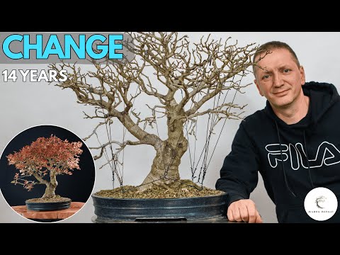 Yamadori Ash Bonsai 14 Year Transformation  From Forest to Masterpiece