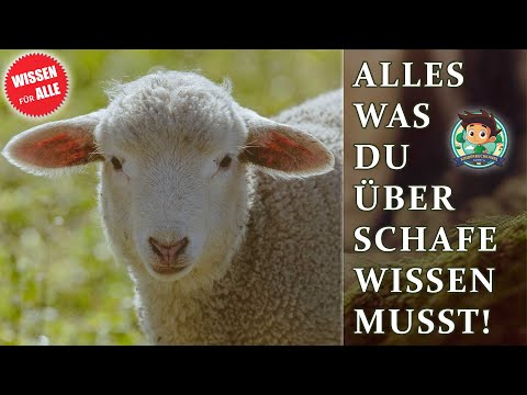 Alles über Schafe: Ihre Geschichte, ihr Verhalten und ihre Bedeutung in der Welt.
