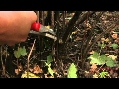 Rote Ribiseln schneiden