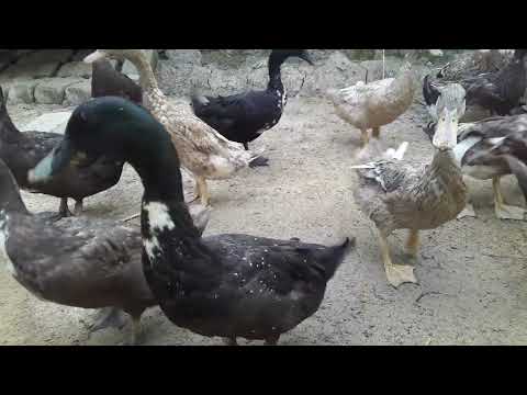 How to Raising Millions of Duck on Rice Field For Meat - Free range Duck Farming Technique P 366