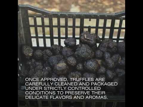 Slide 4 - Whole Truffle Extra >30gr (Tuber Melanosporum) Manjimup Truffles | per kg (video)