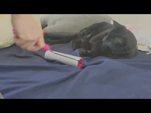 コロコロしてたらその気持ち良さに気づく猫