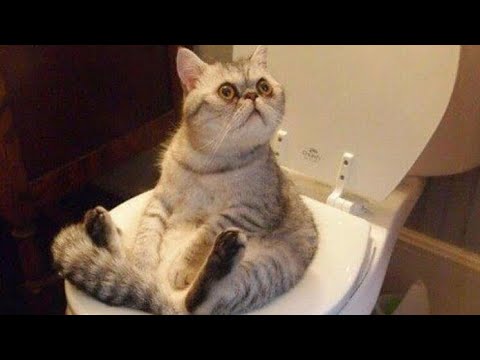 Kuşun Peşinden Uçmaya Kalkan Sakar Kedi