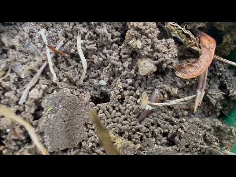 Active Termites Found in Sentricon® Bait Stations in Millstone Township, NJ