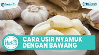 Cara Mudah Mengusir Nyamuk Malaria dengan Bawang Putih, Begini Penjelasan Dokter