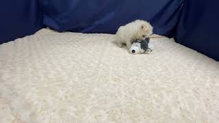 ハーフ犬の動画01