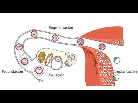 Langman: Capítulo 3 - Primera semana del desarrollo. (Resumen)