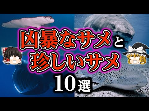 サメの種類 - 種類とその特徴