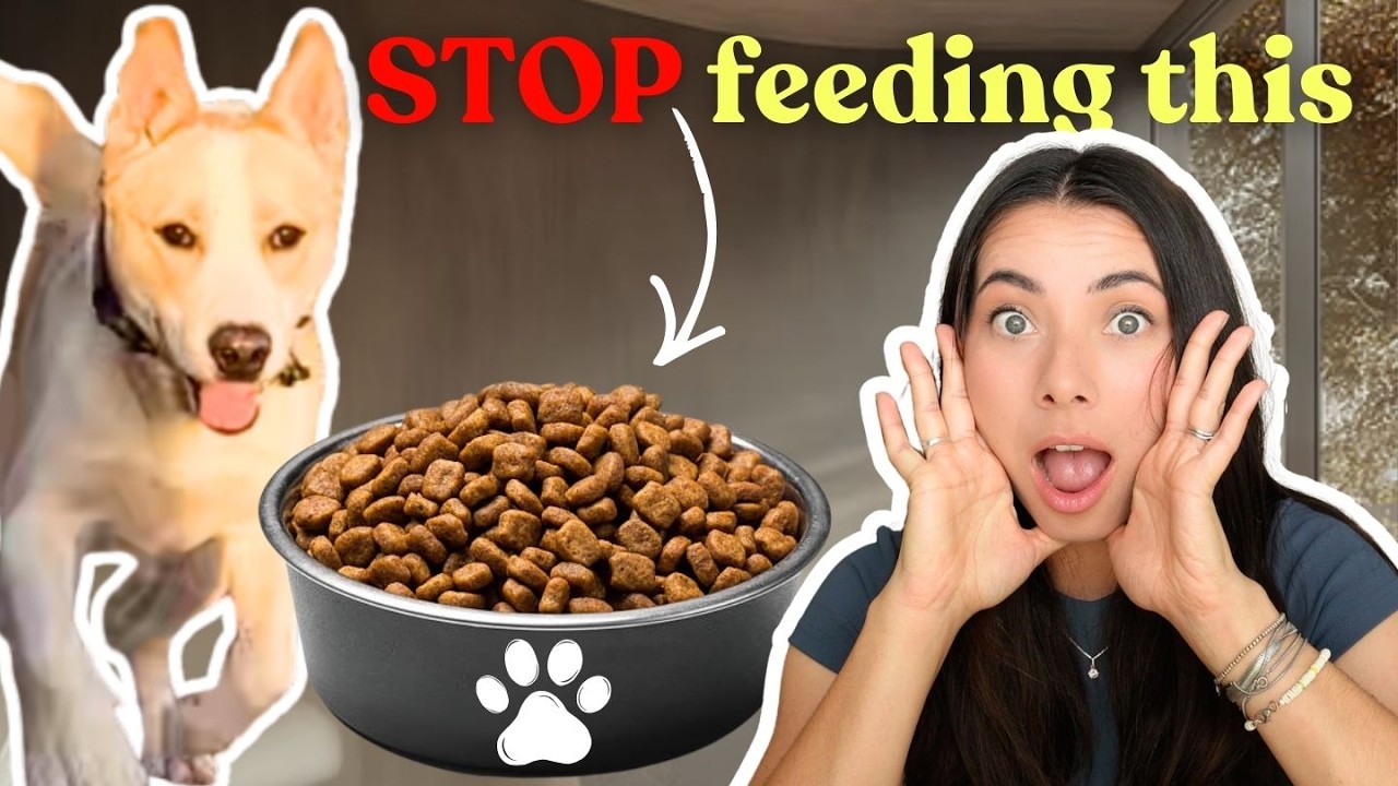 Pick the Perfect Food for Your Dog (Nutritionist)
