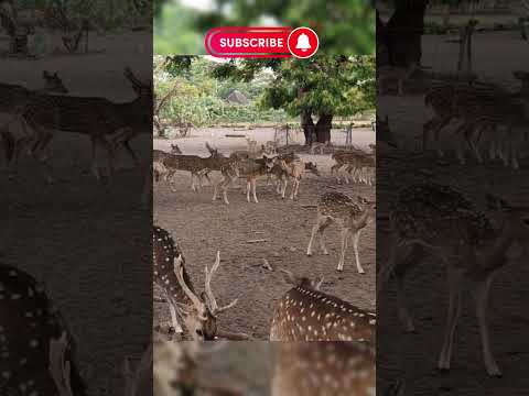 Deer feeding #deer #animals #anime