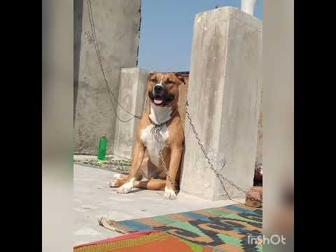 #niku  #shorts #dog #love