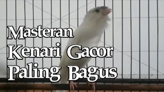 Download lagu KENARI GACOR NGEROLL PANJANG NEMBAK CENGKOK MEWAH mp3