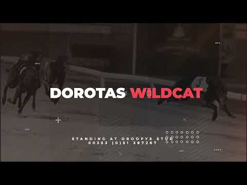 Dorotas Wildcat - Stud Video 2021