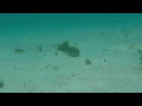 Fanecas bravas en A Lanzada